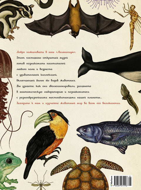 Animalium