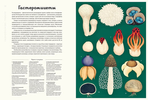 Грибариум