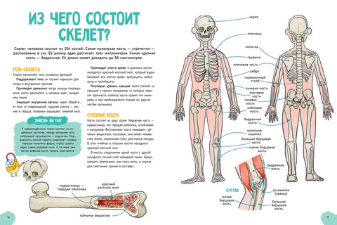 Невероятное тело человека