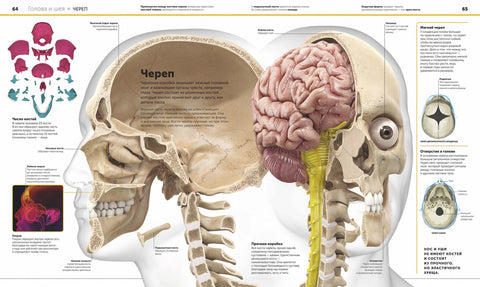 Anatomie člověka. Encyklopedie DK