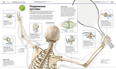 Anatomie člověka. Encyklopedie DK