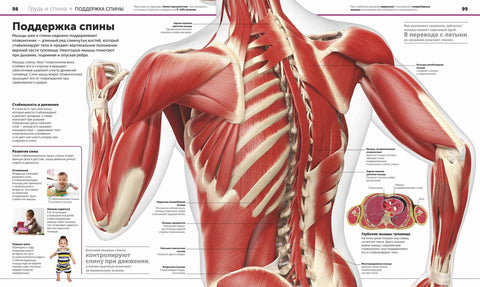 Anatomie člověka. Encyklopedie DK