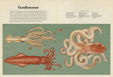 Animalium