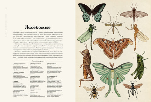 Animalium
