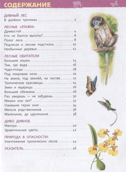 Джунгли