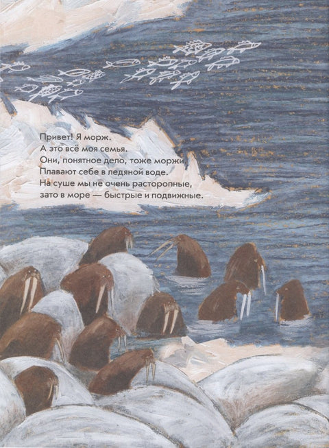 Морж как морж, ничего особенного