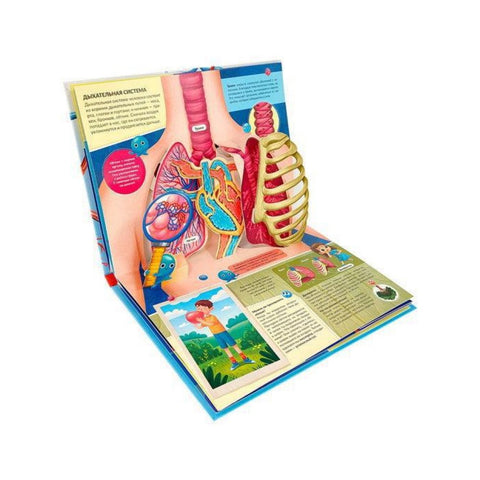 Анатомия: книжка-панорамка