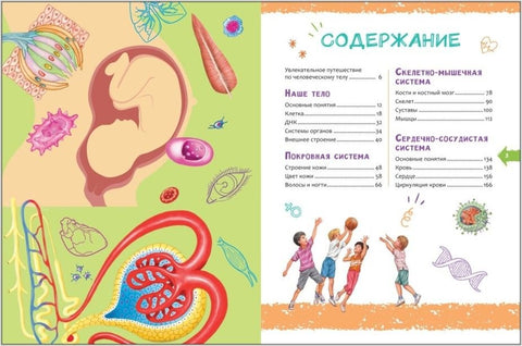 Человек. Новая детская энциклопедия