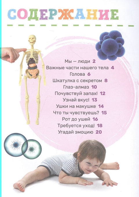 Тело человека