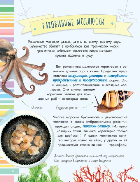 Měkkýši, korály, mořské hvězdice, mořští ježci