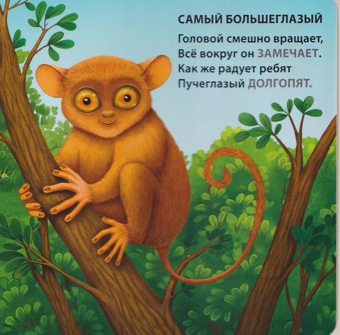 Самые-самые животные. Загадки - рифмы.