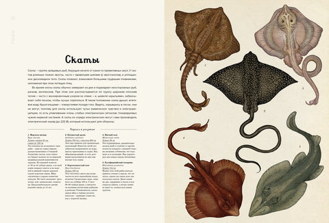 Animalium