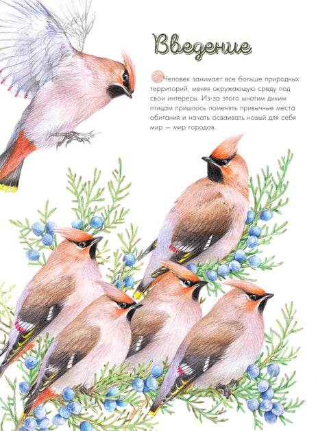 Птицы в городе. 25 историй в фактах и рисунках