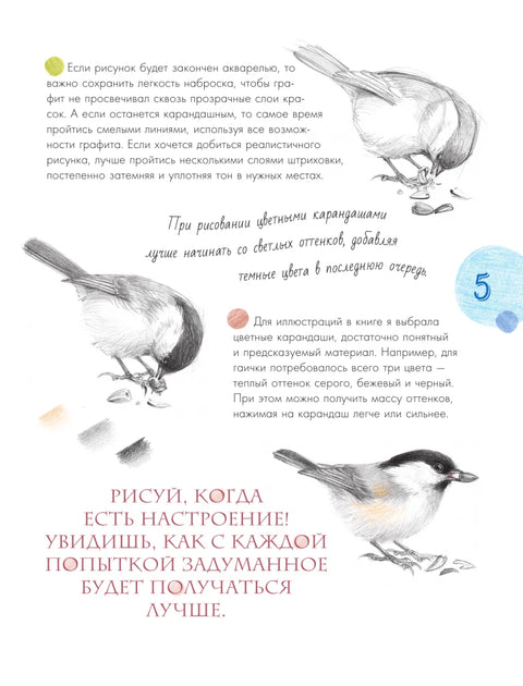 Птицы в городе. 25 историй в фактах и рисунках