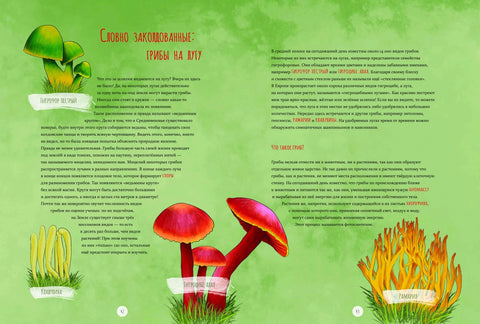Дикий луг. Открываем многообразие мира, скрытого от нашего взор